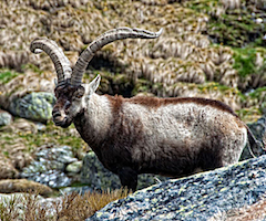 Un cazador paga 6.000 euros por abatir una cabra hispánica en la Reserva de Las Batuecas